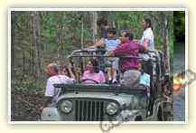 Jungle Safari in open jeep